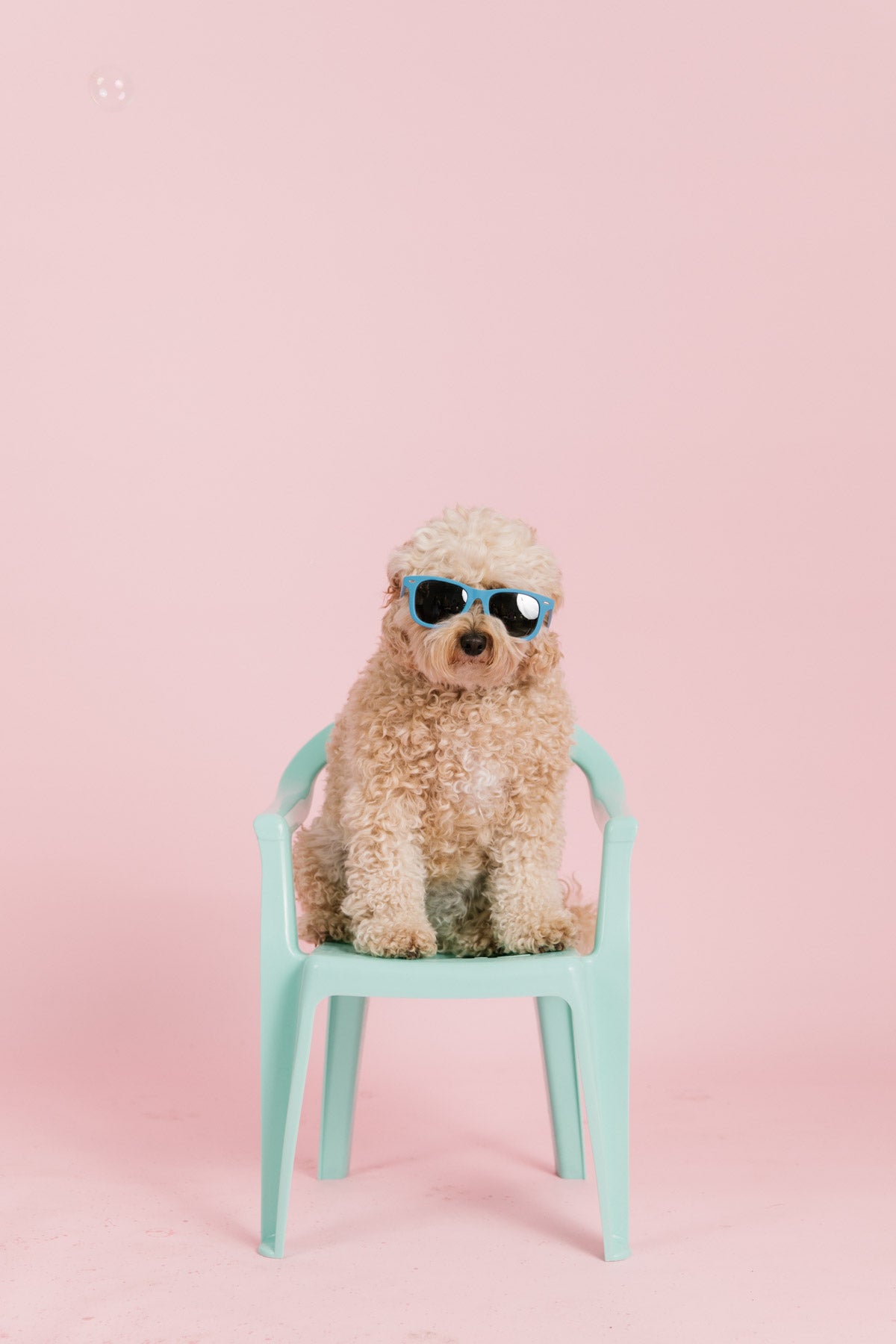 Essential Tips for Perfect Coats & Happy Pups