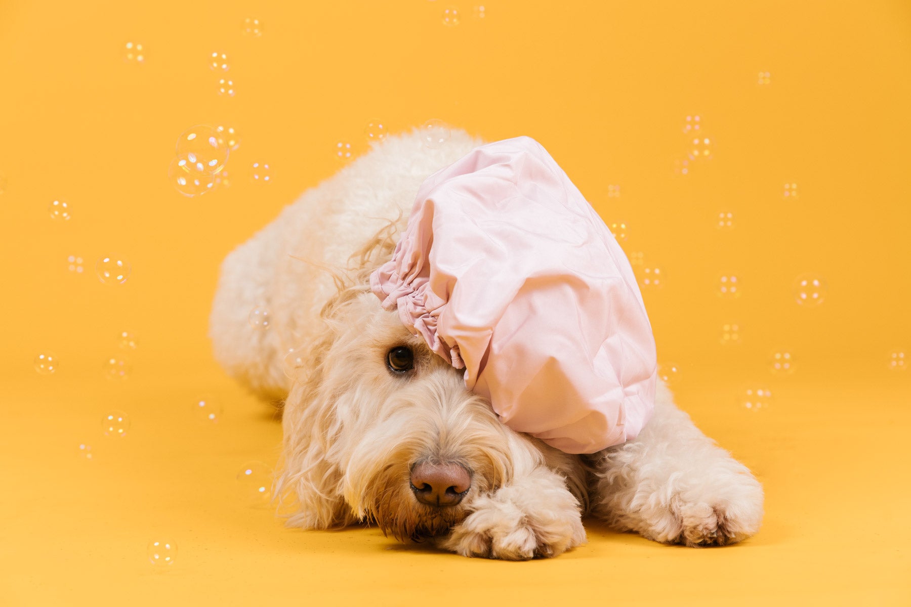 Matting Madness: The health risks it poses for your dog