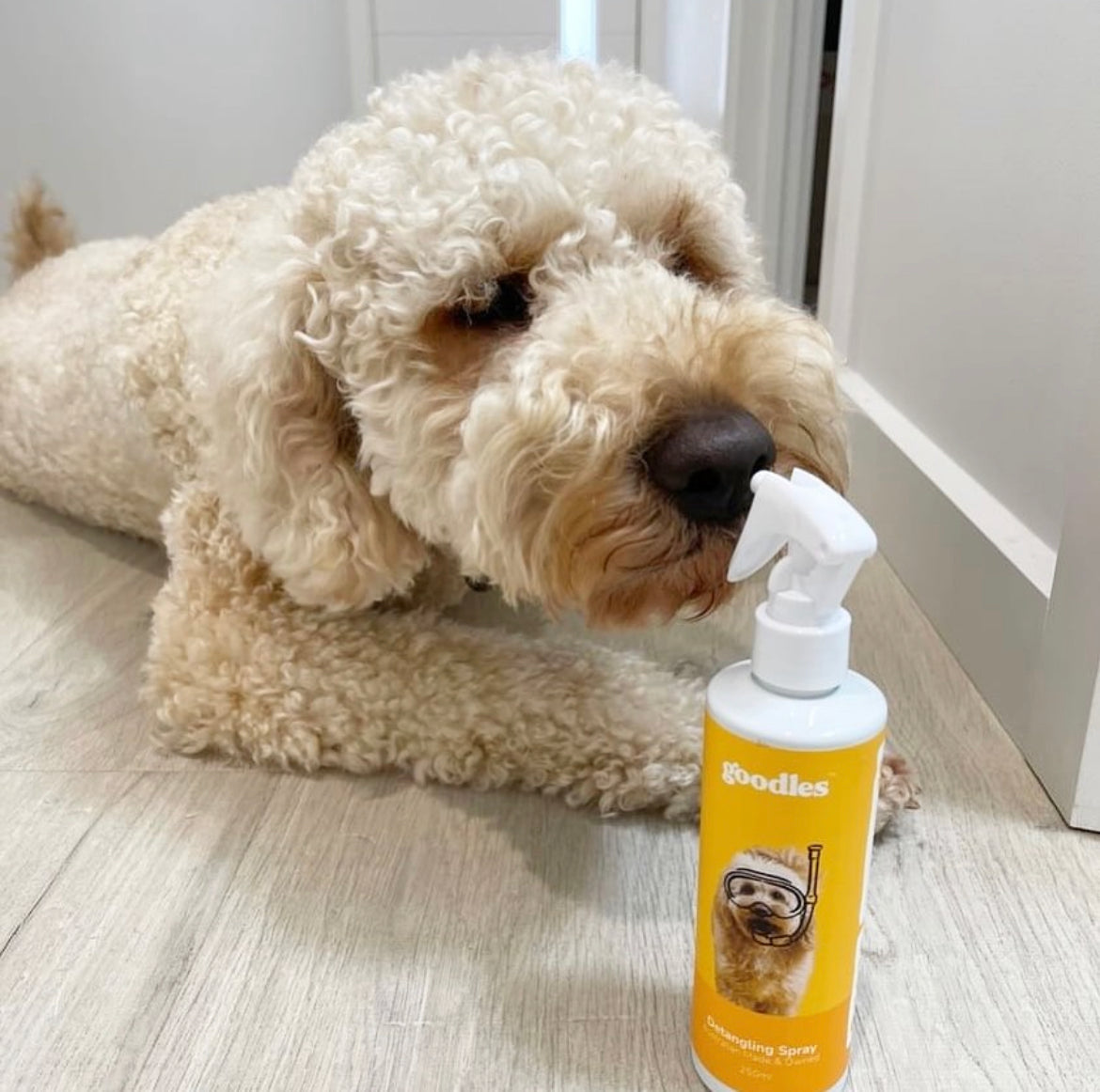 Mastering Oodle Grooming: It's all in the coat