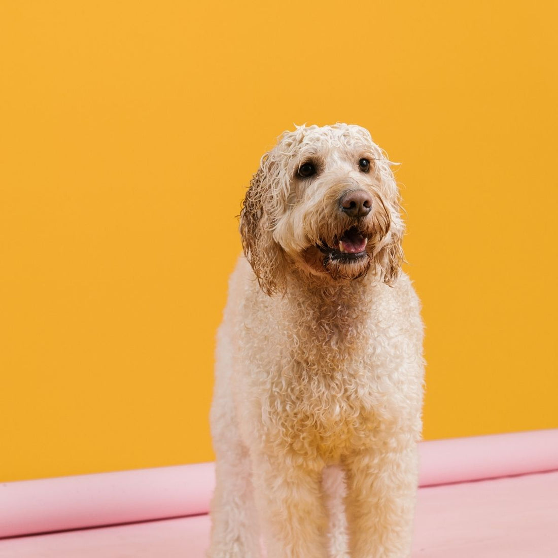 The Science of Detangling: Why Some Dogs’ Coats Need Extra Care
