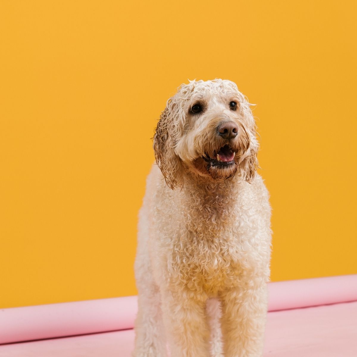 The Science of Detangling: Why Some Dogs’ Coats Need Extra Care