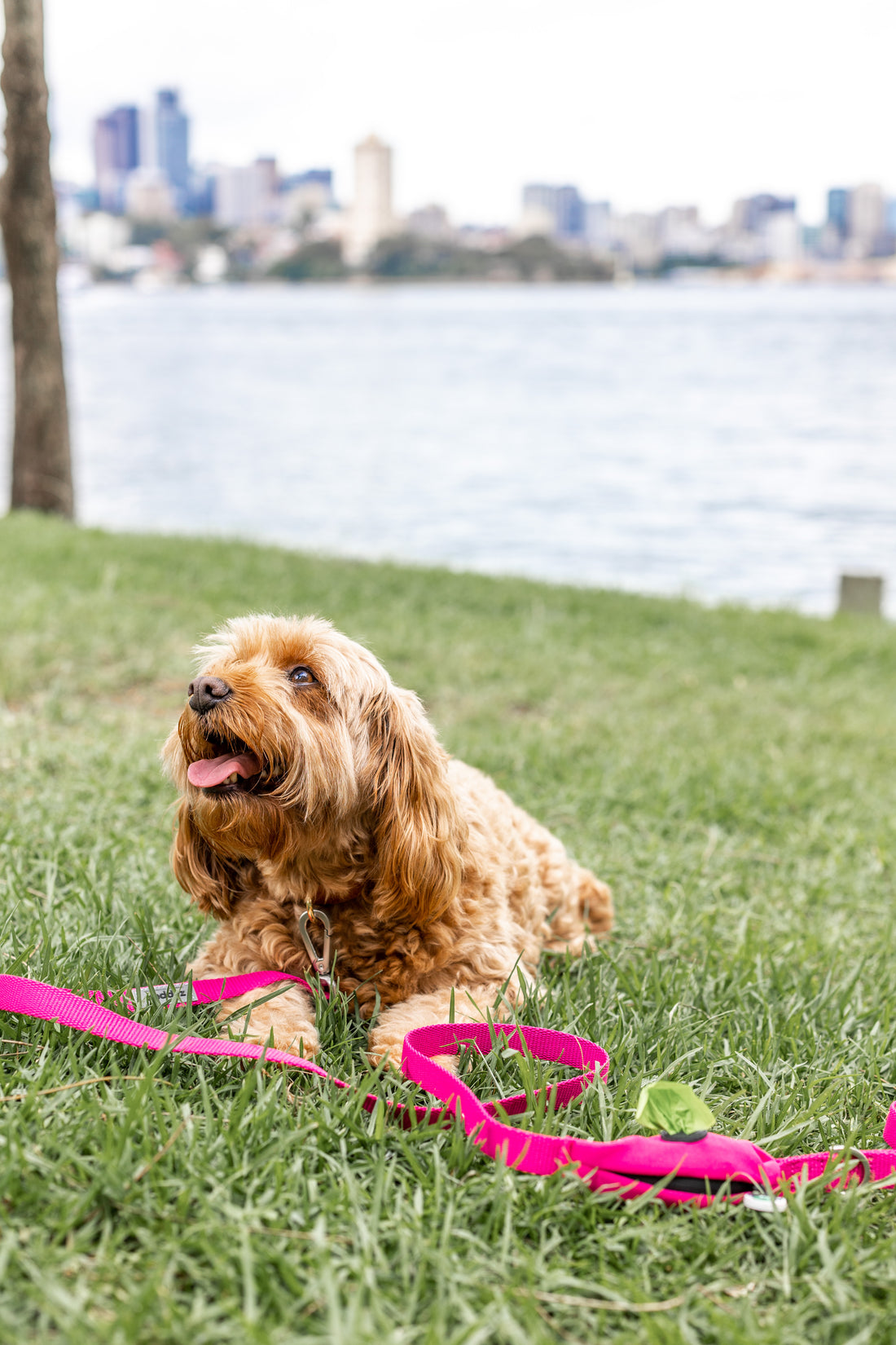Why are oodle breeds so popular?