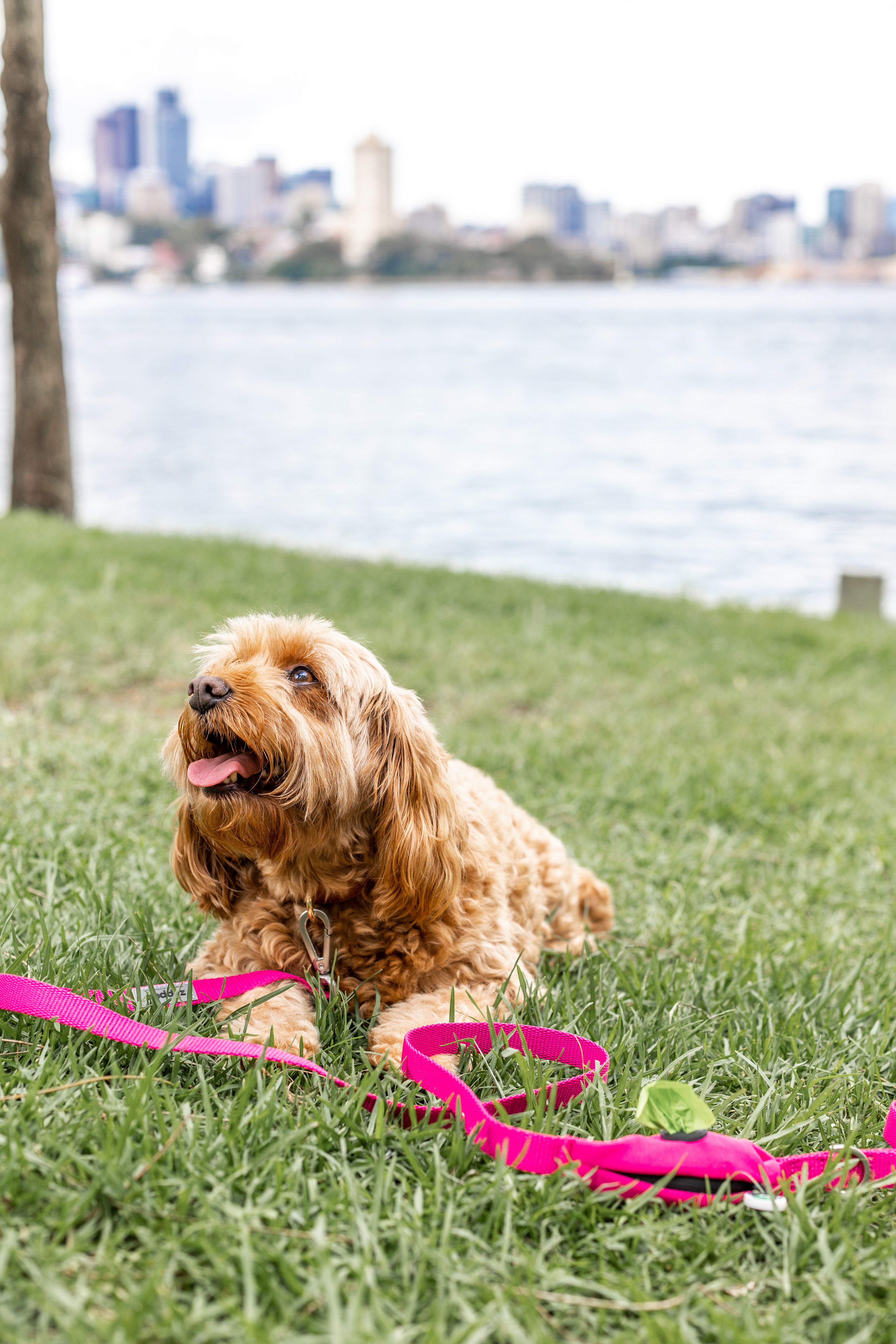 Why are oodle breeds so popular?
