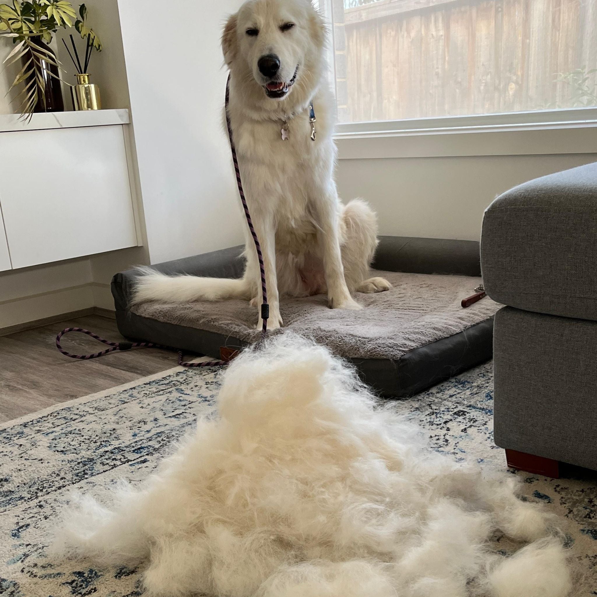 Everyday Dog Slicker Brush for Shedding, Knots & Matted Fur (All Coat Types)