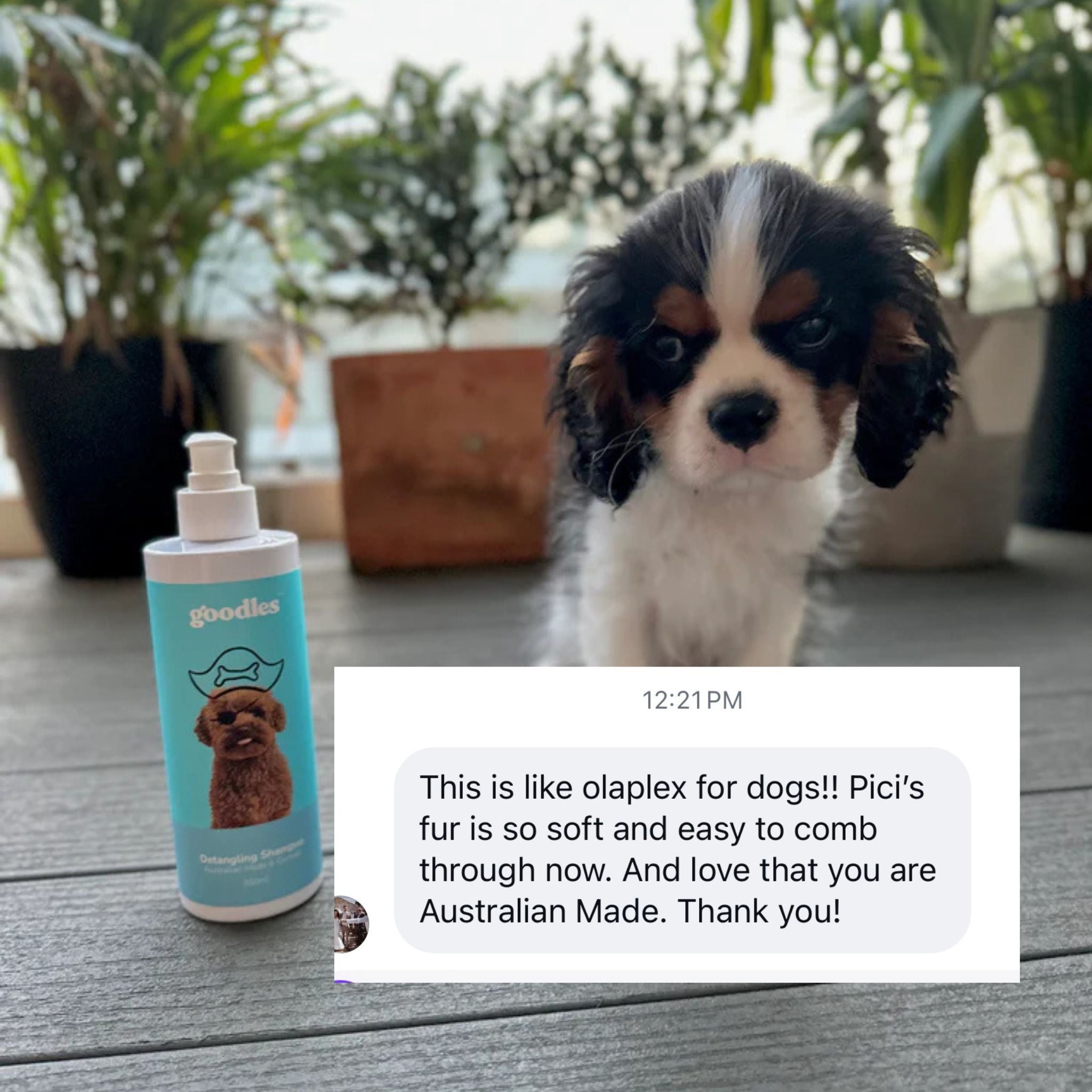 Dog Detangling Shampoo for Matted Fur, Knots & Curly Coats (Oodles + Long Hair)