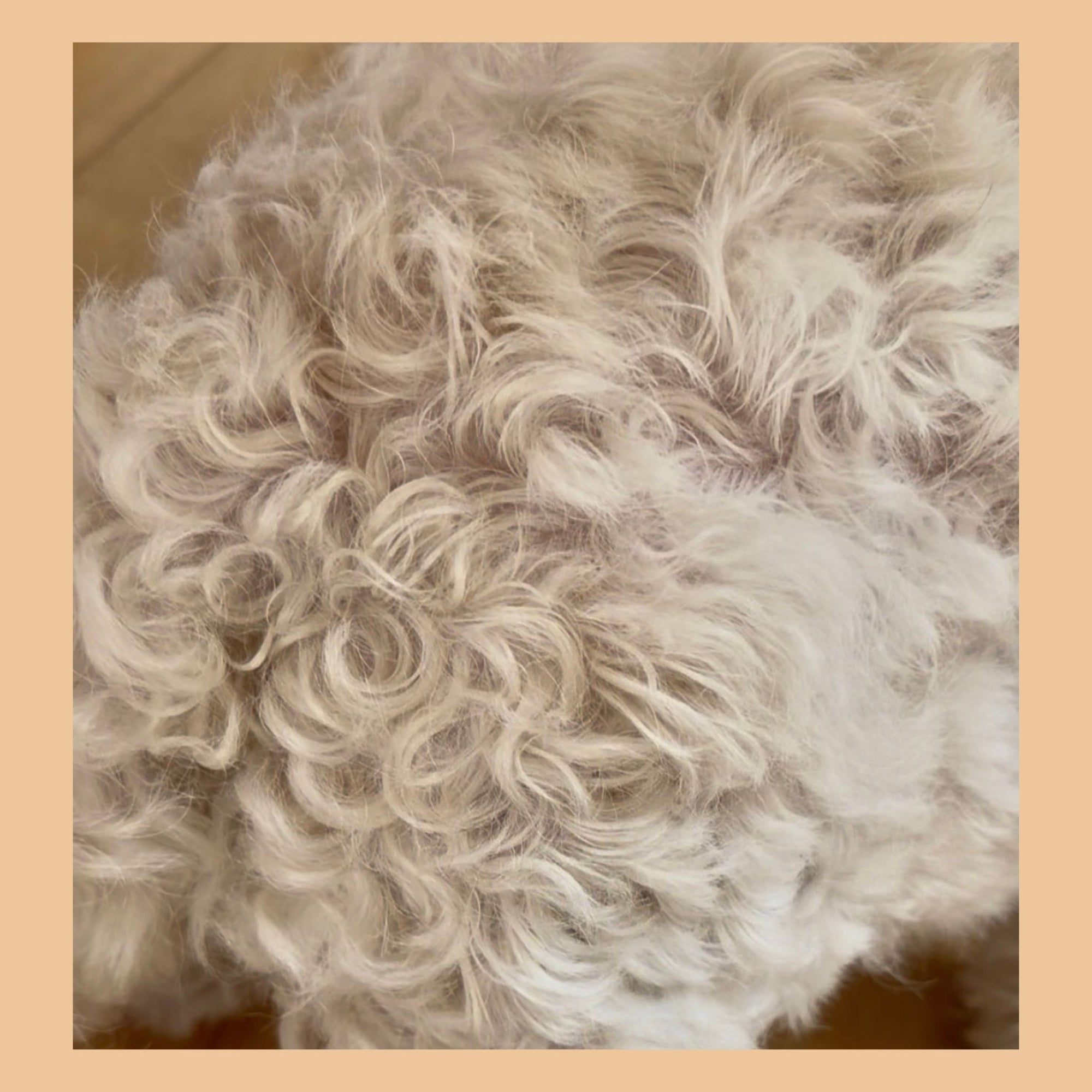 Dog Detangling Conditioner for Knots, Matting & Curly Coats (Oodles & Long Hair)