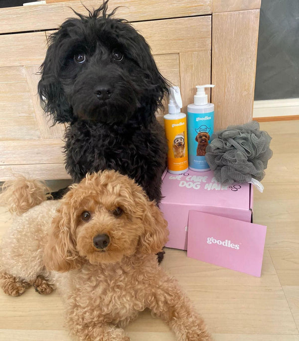 Frankie, Cavoodle