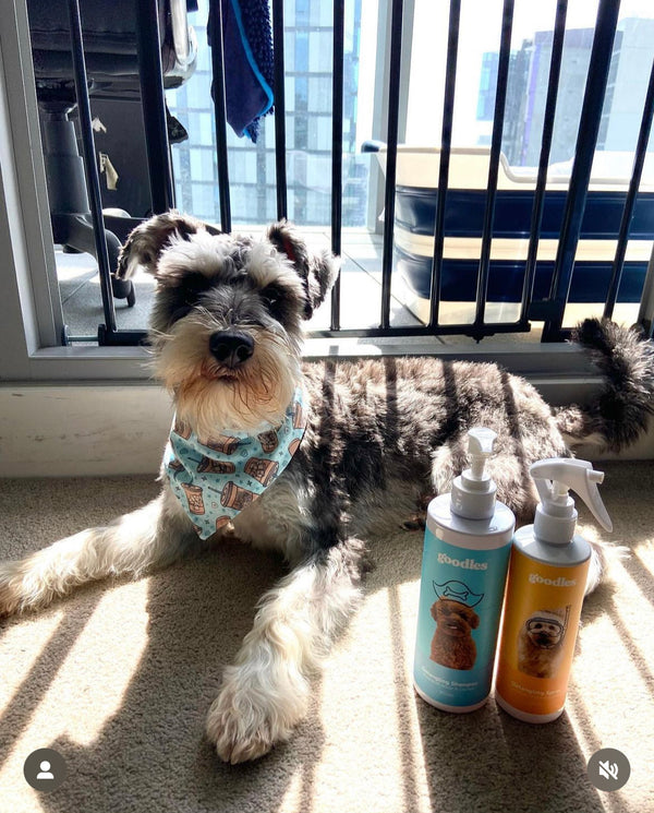 Pepper, Schnauzer