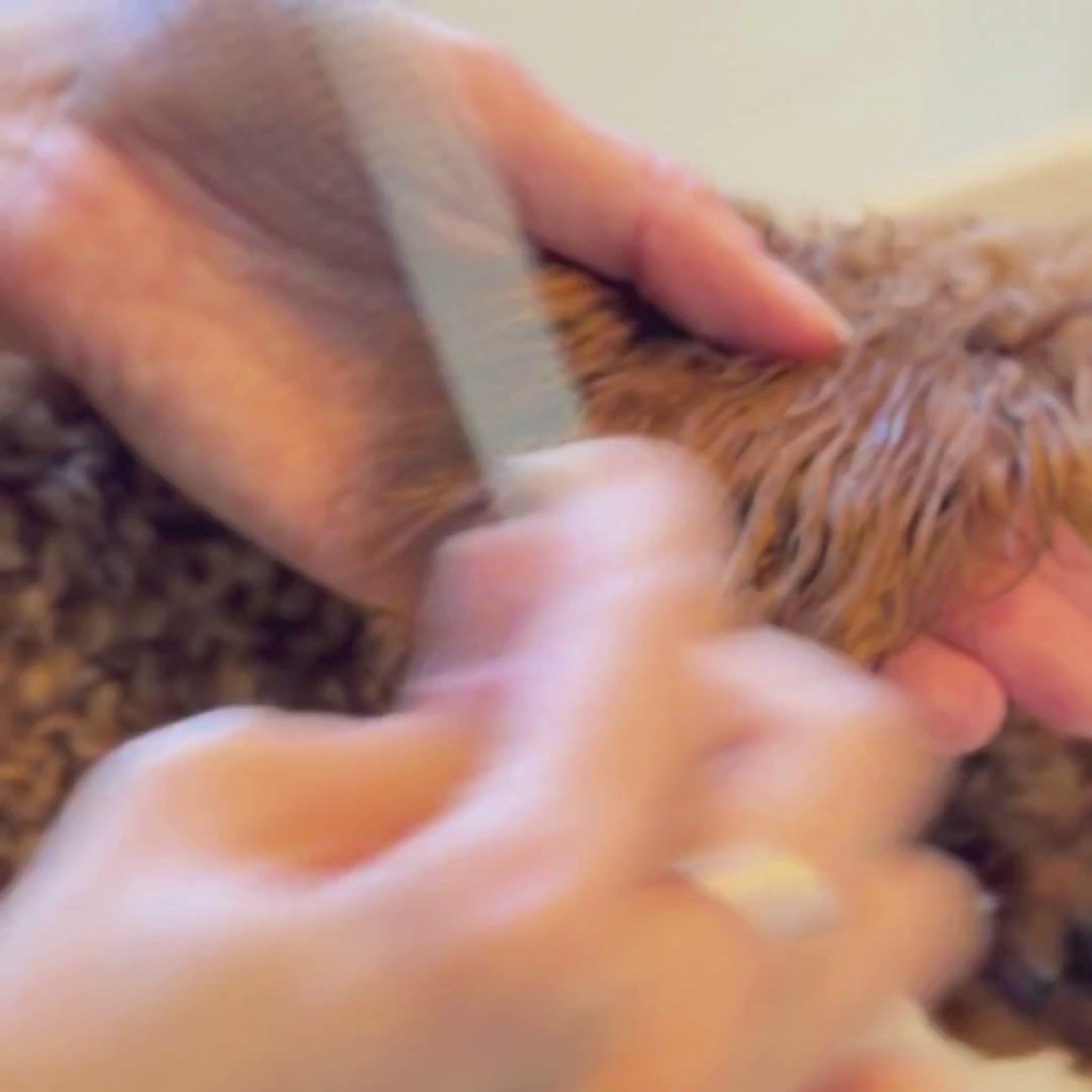Load video: Everyday Dog Grooming Comb for Knots, Matted Fur &amp; Finishing (All Breeds)
