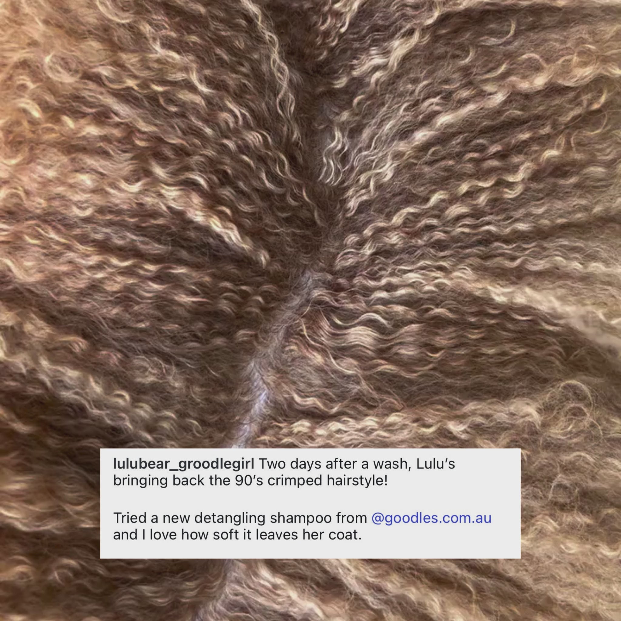 Load video: Dog Detangling Shampoo for Matted Fur, Knots &amp; Curly Coats (Oodles + Long Hair)