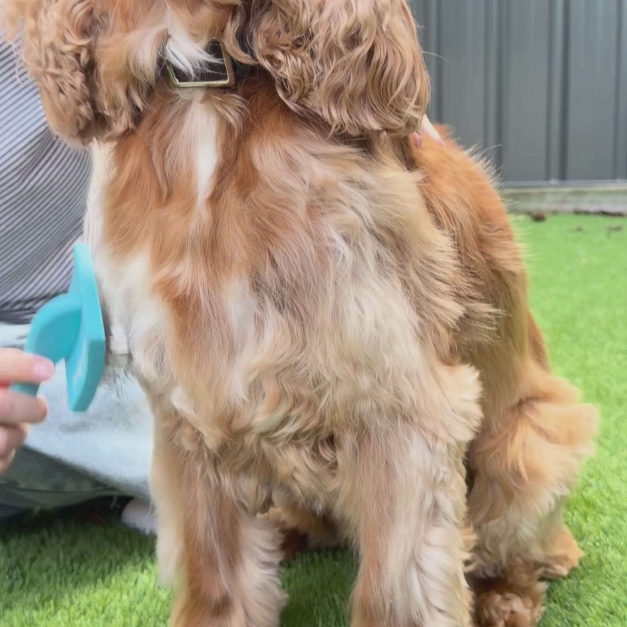 Load video: Everyday Dog Slicker Brush for Shedding, Knots &amp; Matted Fur (All Coat Types)